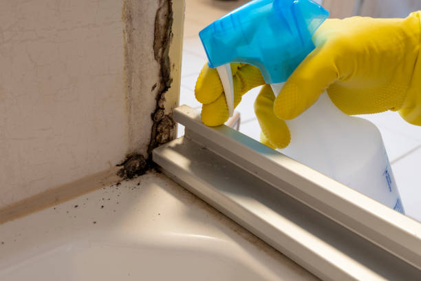 Reliable Enfield, NC Mold Removal Solutions