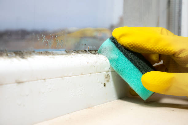 Best Crawl Space Mold Removal  in Enfield, NC