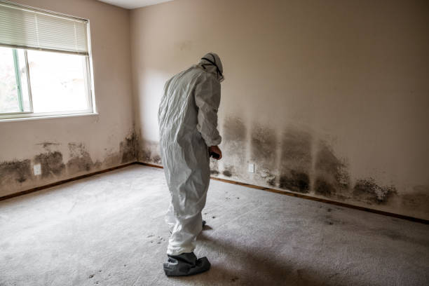 Best Professional Mold Removal  in Enfield, NC